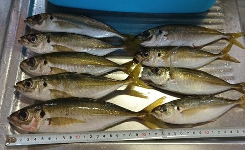 アジの釣果