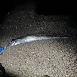 タチウオ