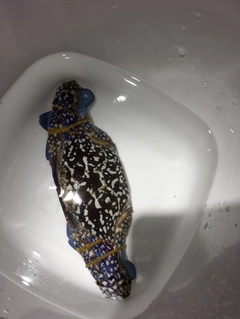 タイワンガザミの釣果