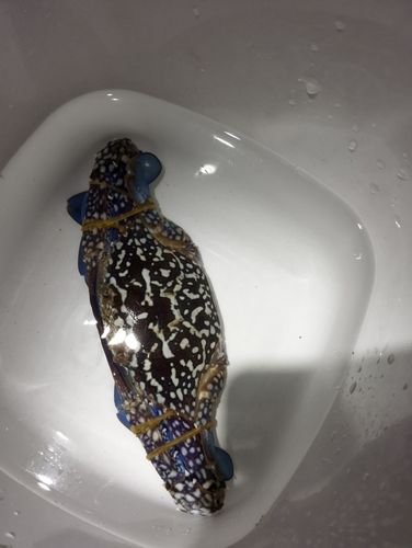 タイワンガザミの釣果