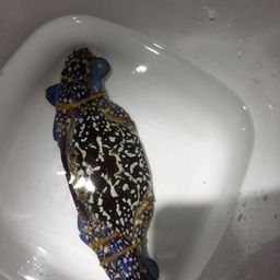 タイワンガザミ