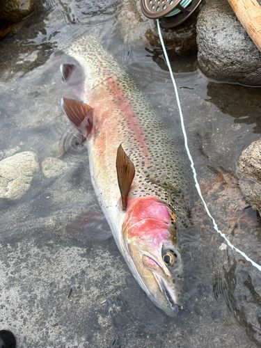 ニジマスの釣果