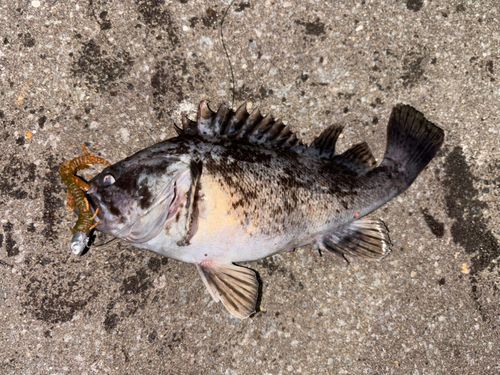 クロソイの釣果
