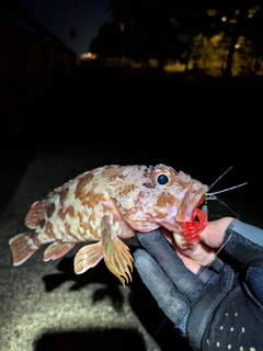 カサゴの釣果