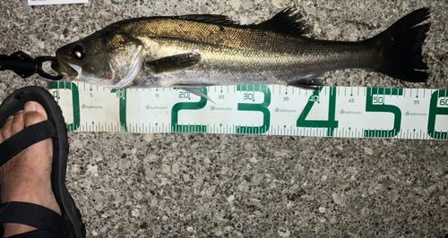 シーバスの釣果