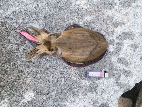 コウイカの釣果