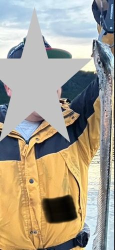 タチウオの釣果