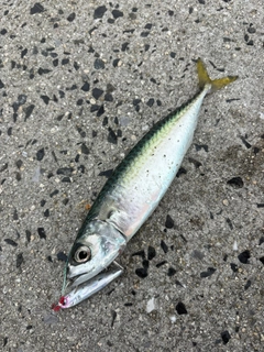 マサバの釣果