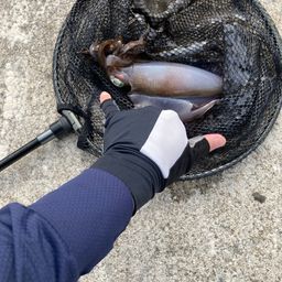 アオリイカ
