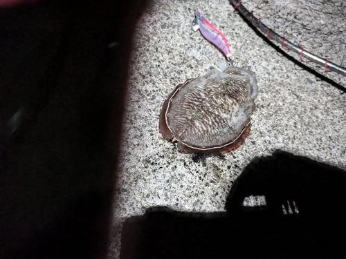 コウイカの釣果