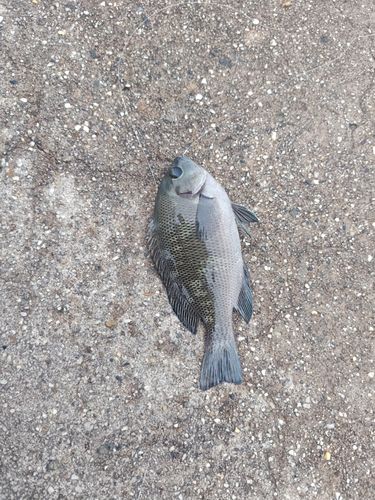 グレの釣果