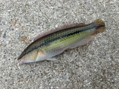 ギザミの釣果