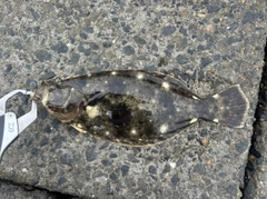 ソゲの釣果