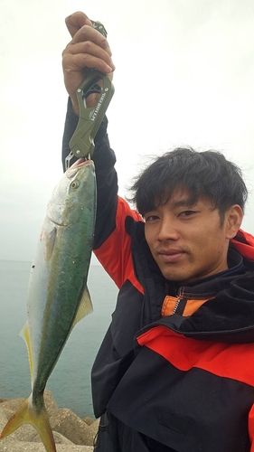 ハマチの釣果