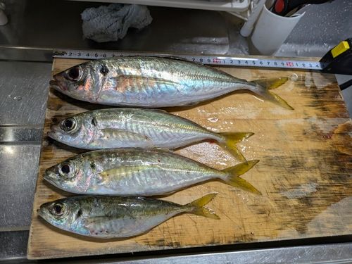 マアジの釣果