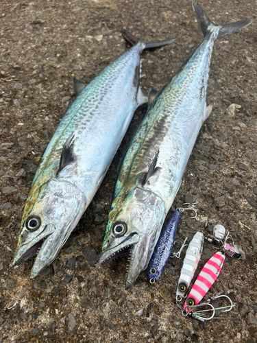 サゴシの釣果