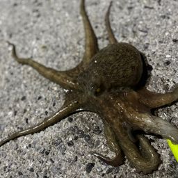 マダコ