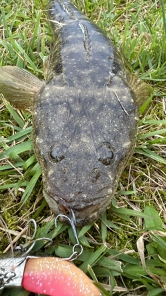 マゴチの釣果