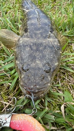 マゴチの釣果