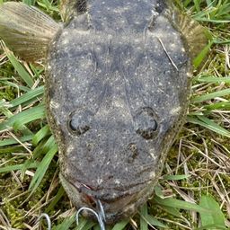 マゴチ