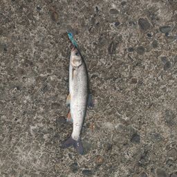 ウグイ