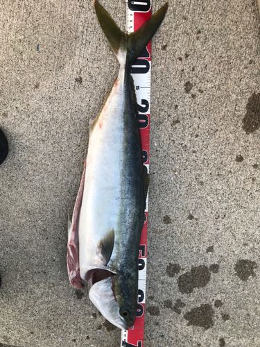 ワラサの釣果
