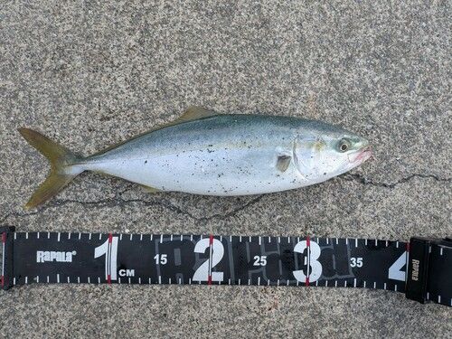 ワカシの釣果