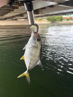 メッキの釣果