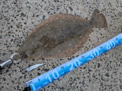 ヒラメの釣果