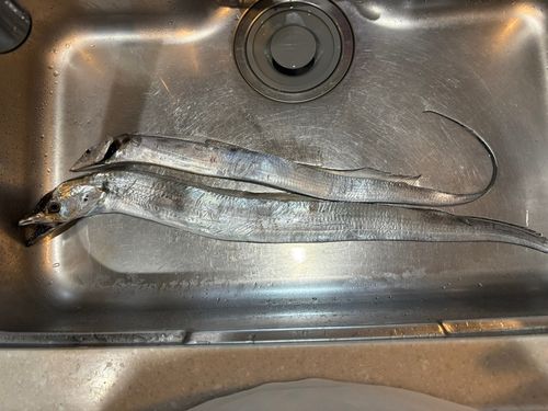 タチウオの釣果