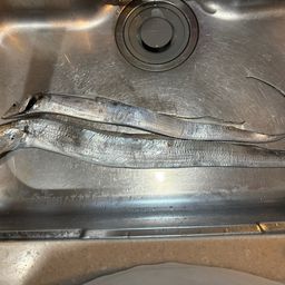 タチウオ