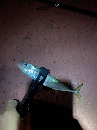 サバの釣果