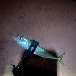 サバ