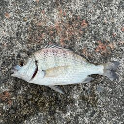 クロダイ