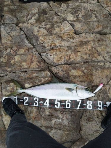 ヒラマサの釣果