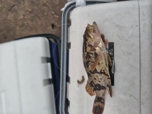 タケノコメバルの釣果