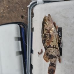 タケノコメバル