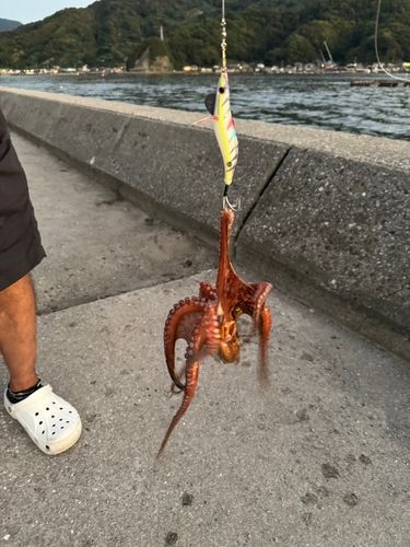 宇和島湾