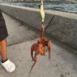 マダコ