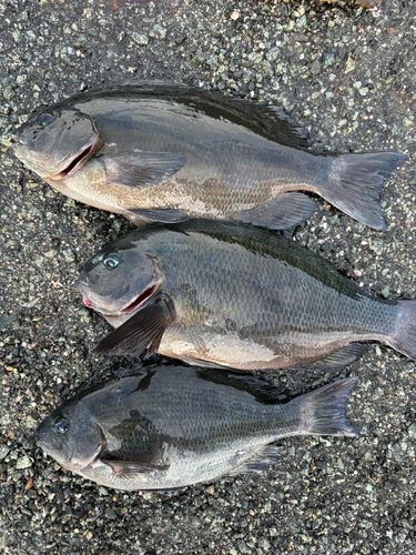 グレの釣果