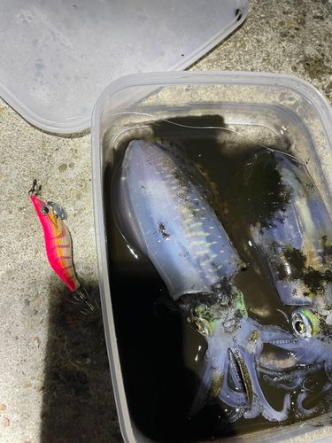 アオリイカの釣果
