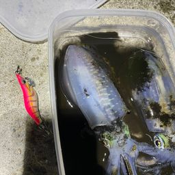 アオリイカ