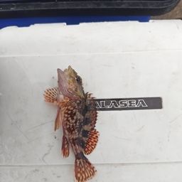 カサゴ