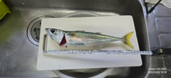 サバの釣果