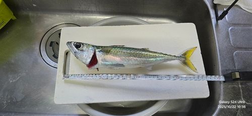 サバの釣果