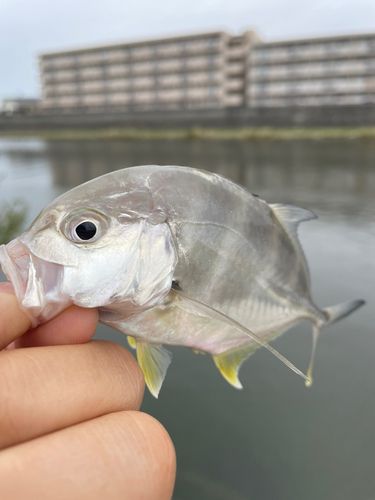 メッキの釣果