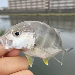 メッキ