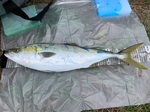 ハマチの釣果