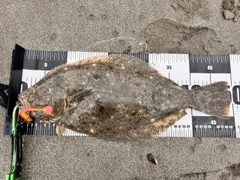 ヒラメの釣果