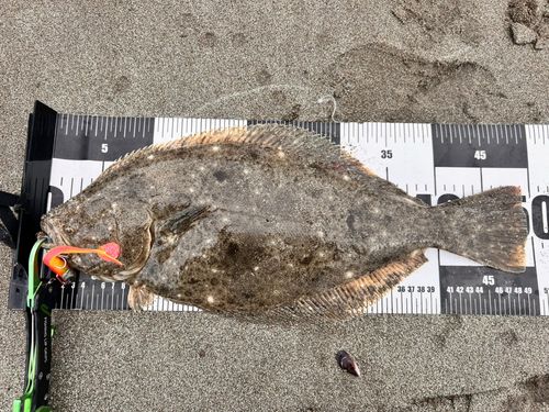 ヒラメの釣果
